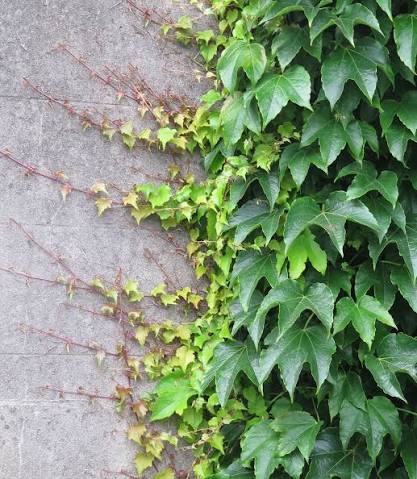 Parthenocissus tricuspidata