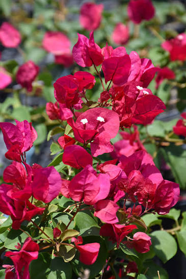 Bougainvillea 'Barbara Karst'