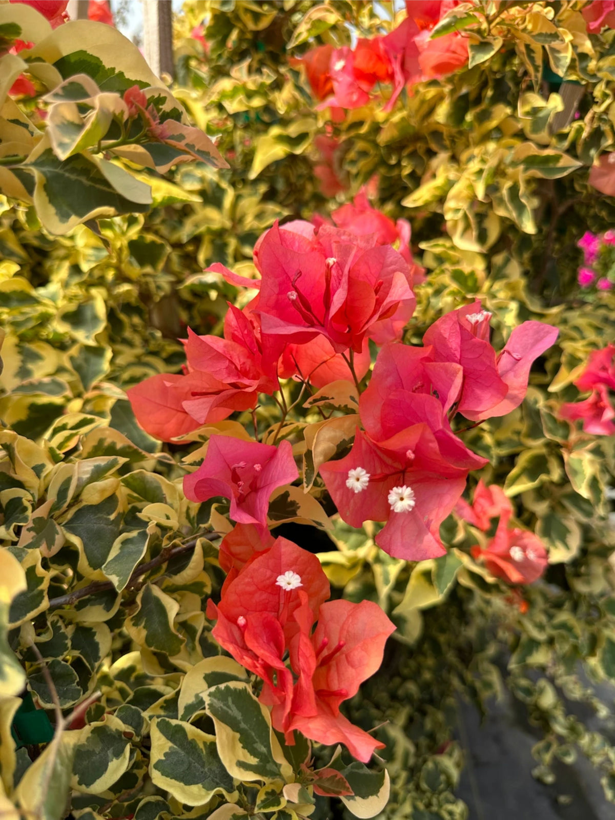 Bougainvillea 'Bengal Orange'