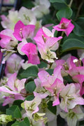 Bougainvillea 'Imperial Thai'