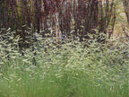 Bouteloua gracilis 'Blonde Ambition'