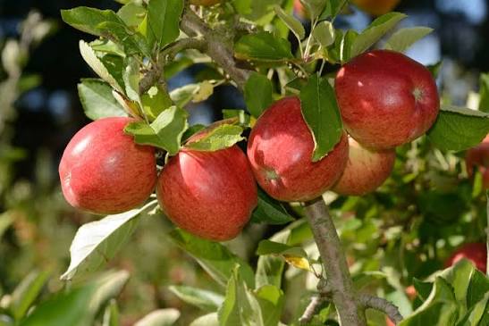 Malus domestica 'Braeburn'