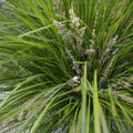 Lomandra longifolia 'Breeze'