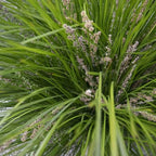 Lomandra longifolia 'Breeze'