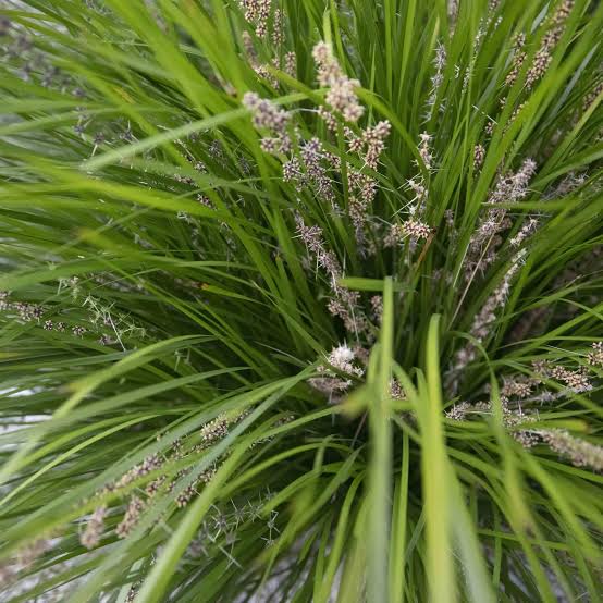 Lomandra longifolia 'Breeze'