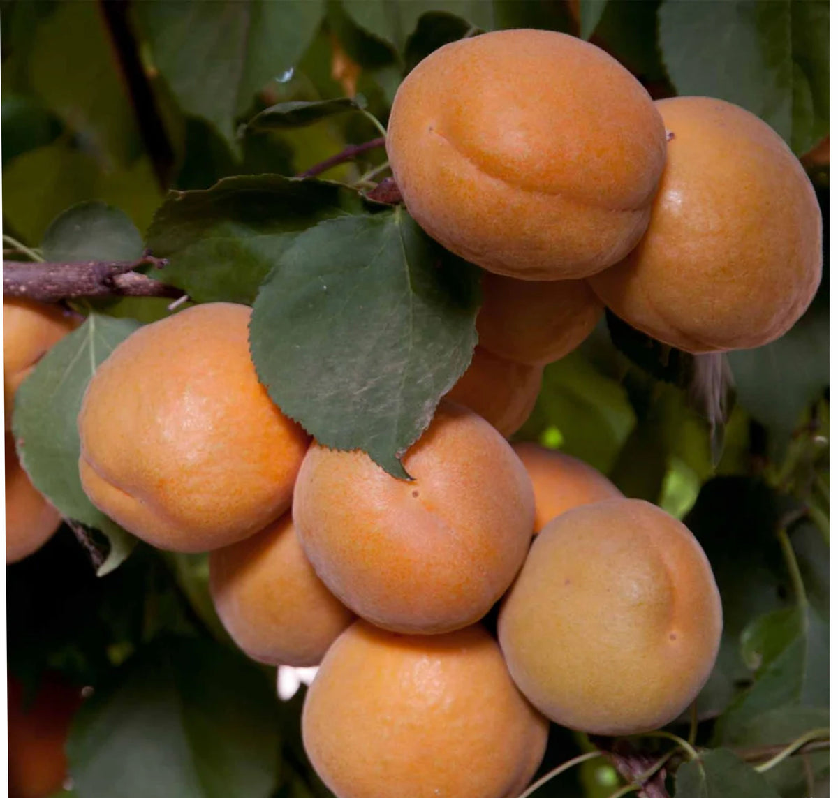 Prunus armeniaca 'Brittany Gold'