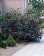 Buddleja davidii 'Black Knight'