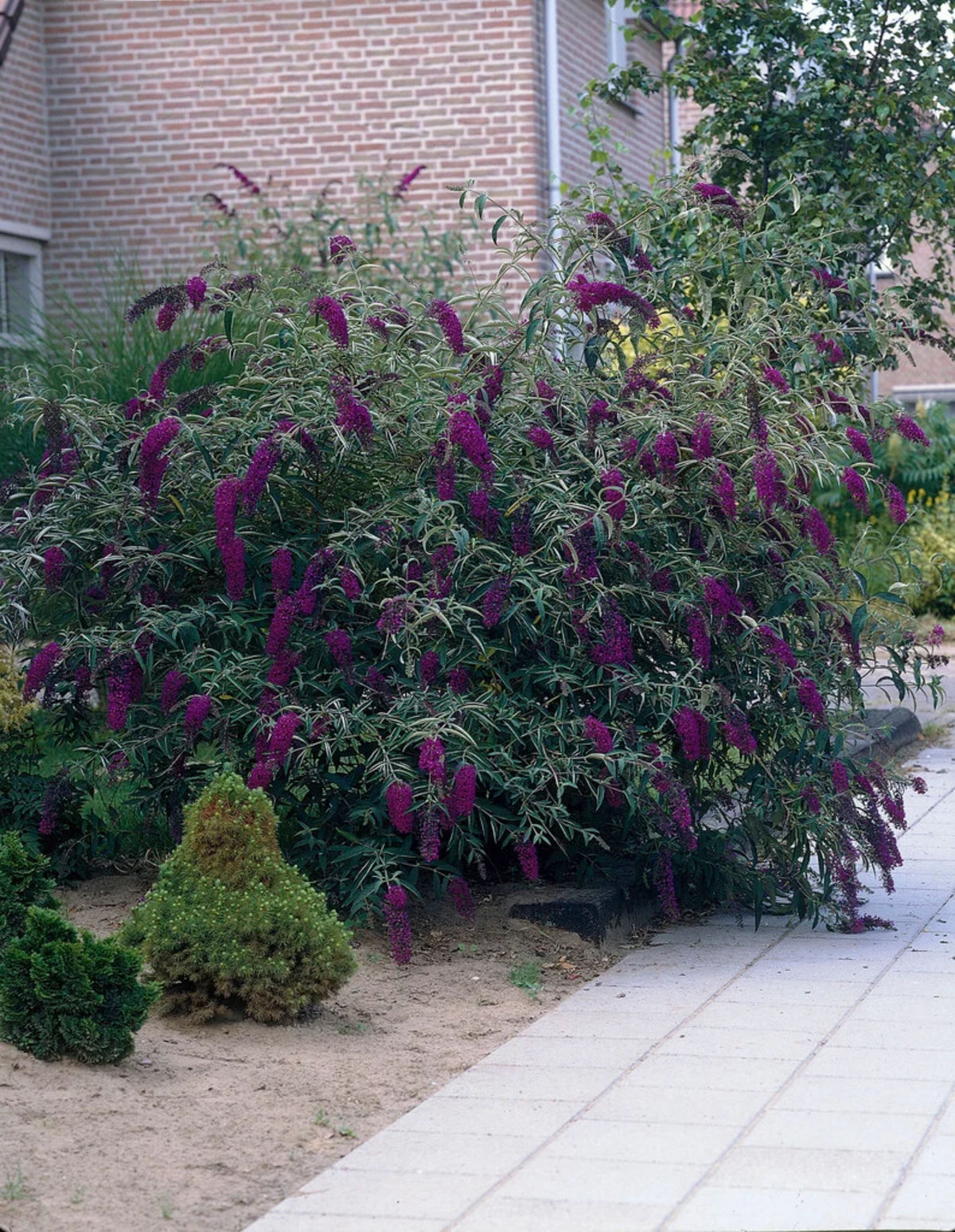 Buddleja davidii 'Black Knight'