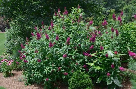 Buddleja davidii 'Funky Fuchsia'