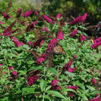 Buddleja davidii 'Miss Molly'