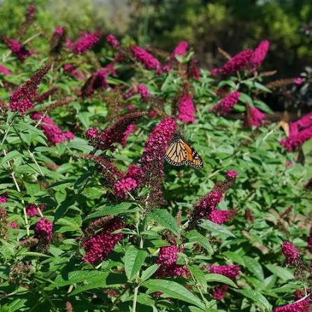 Buddleja davidii 'Miss Molly'