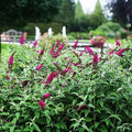 Buddleja davidii 'Miss Ruby'