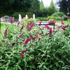 Buddleja davidii 'Miss Ruby'