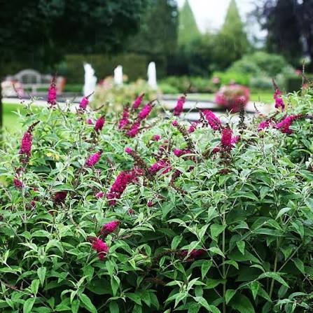 Buddleja davidii 'Miss Ruby'