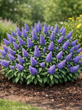 Buddleja davidii 'Pugster Blue'