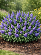 Buddleja davidii 'Pugster Blue'