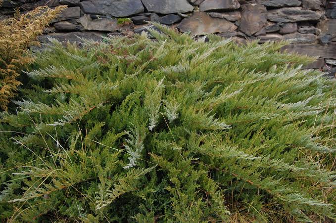 Juniperus sabina 'Buffalo'