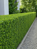 Buxus microphylla var. japonica