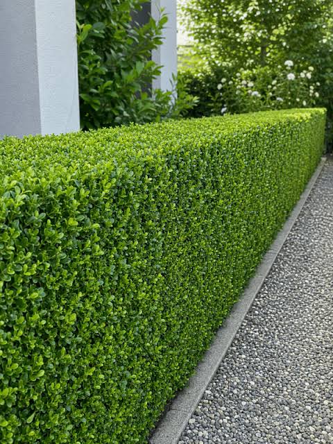 Buxus microphylla var. japonica