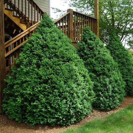 Buxus sempervirens 'Green Mountain'
