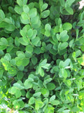 Buxus sempervirens 'Suffruticosa'