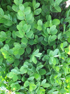 Buxus sempervirens 'Suffruticosa'