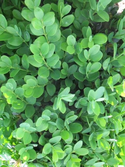 Buxus sempervirens 'Suffruticosa'
