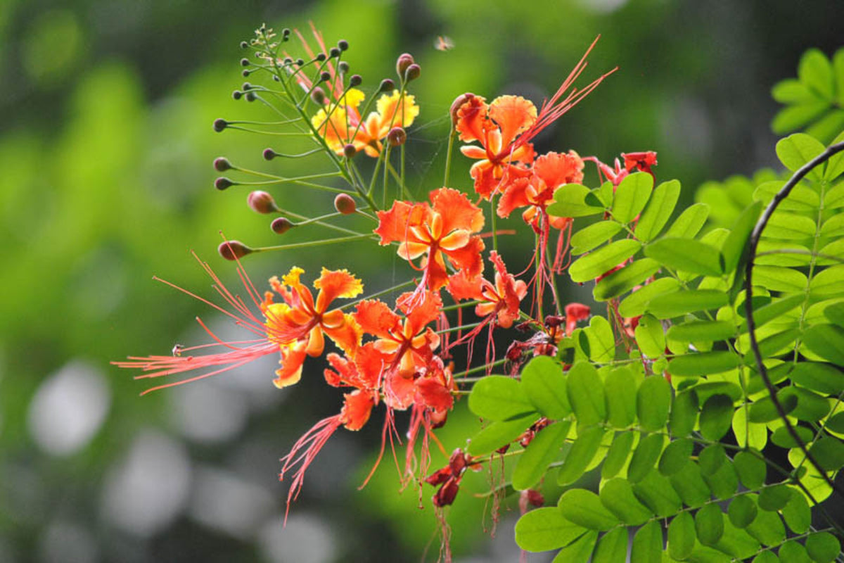 Caesalpinia pulcherrima