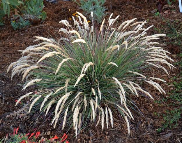 Calamagrostis foliosa