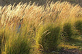 Calamagrostis × acutiflora 'Karl Foerster'