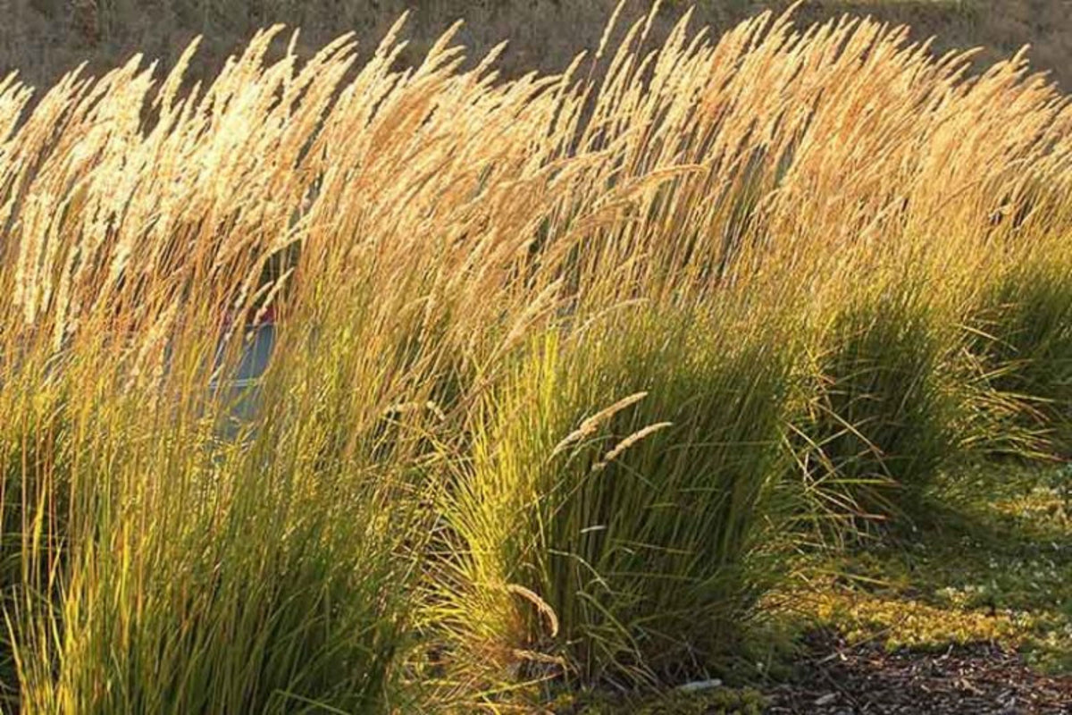 Calamagrostis × acutiflora 'Karl Foerster'