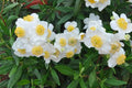 Carpenteria californica