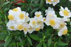 Carpenteria californica
