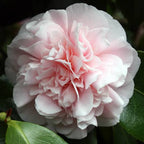 Camellia japonica 'Debutante'