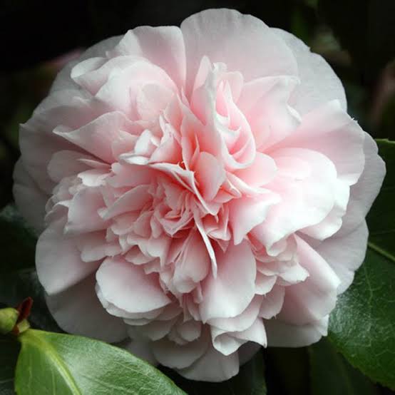 Camellia japonica 'Debutante'