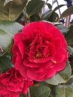 Camellia japonica 'Kramer's Supreme'