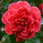 Camellia japonica 'Kramer's Supreme'