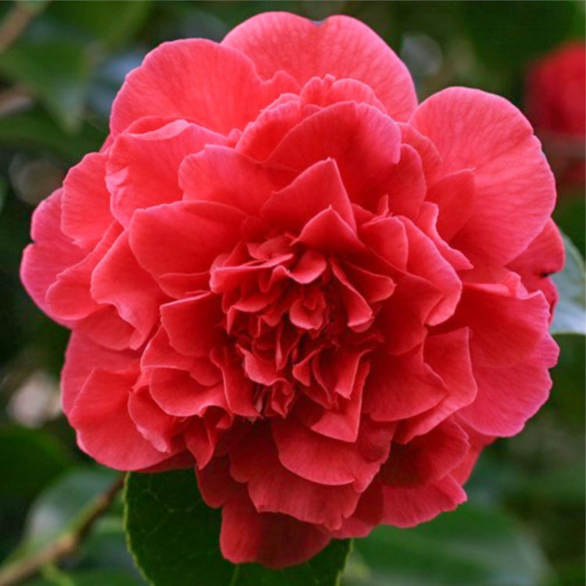 Camellia japonica 'Kramer's Supreme'