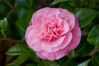 Camellia japonica 'Marie Bracy'
