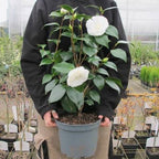 Camellia japonica 'Nuccio's Gem'