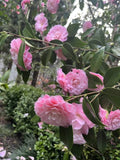 Camellia japonica 'Nuccio's Pearl'