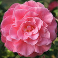 Camellia japonica 'Spellbound'