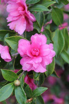 Camellia sasanqua 'Chansonette'