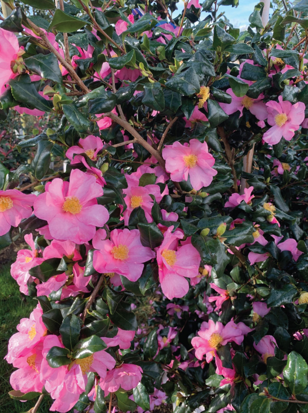 Camellia sasanqua 'Cleopatra'