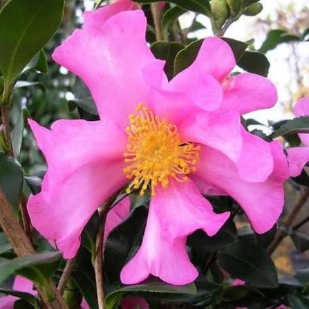 Camellia sasanqua 'Cleopatra'