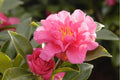 Camellia sasanqua 'Shishi Gashira'