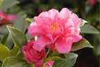 Camellia sasanqua 'Shishi Gashira'