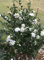 Camellia sasanqua 'White Dove'