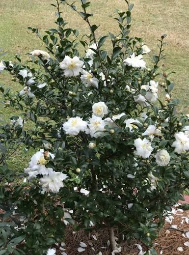 Camellia sasanqua 'White Dove'