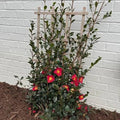 Camellia sasanqua 'Yuletide'